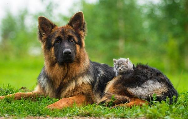 Німецька вівчарка собака. Опис, особливості, види, догляд, утримання та ціна породи