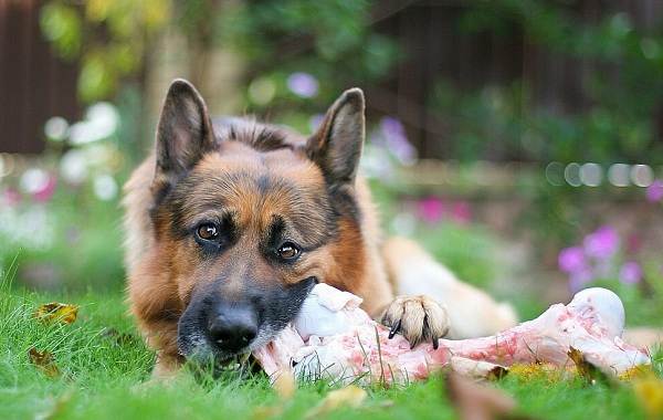 Німецька вівчарка собака. Опис, особливості, види, догляд, утримання та ціна породи