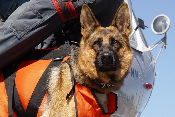Собака рятувальник. Історія, особливості, породи та дресирування собак рятувальників